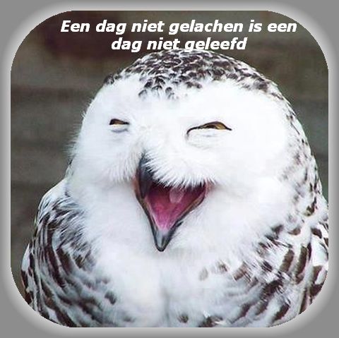 lachende uil spreuk…